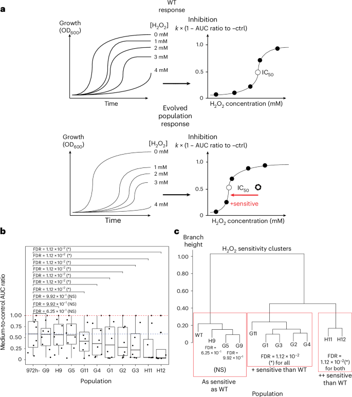 Fig. 4: Comparison of the sensitivity levels to H2O2 between S. pombe WT and evolved populations.
