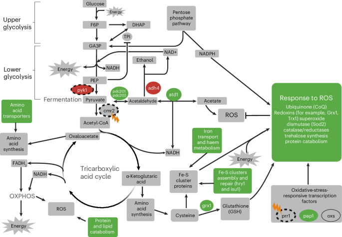 Fig. 5: Fission yeast cellular responses to HS in populations with increased OS sensitivity.