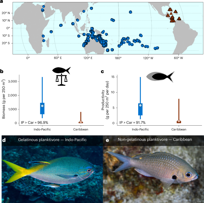 Fig. 1: A between-realm comparison of planktivorous fishes.