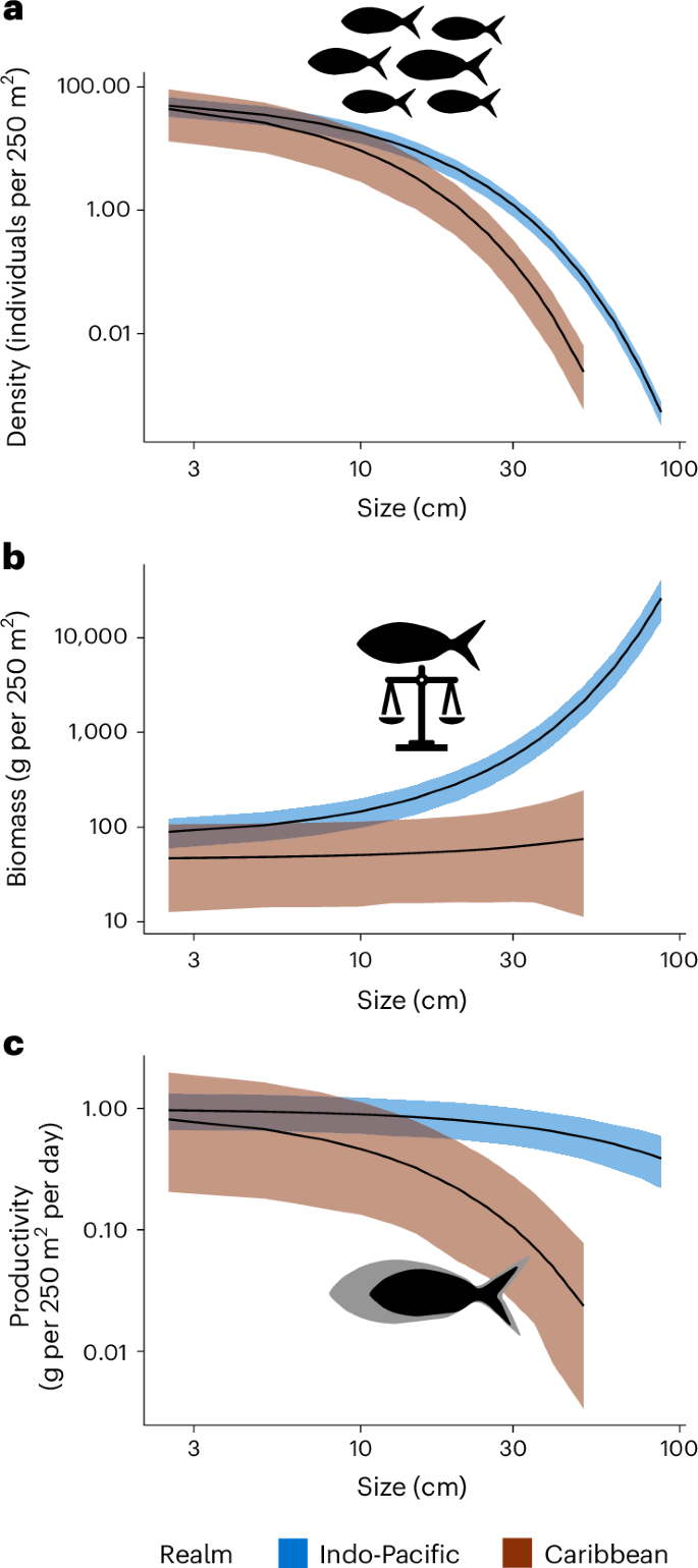 Fig. 2: Between-realm comparison of planktivorous fishes’ predicted size distributions.