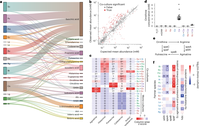 Fig. 4: Polyamine and SCFA metabolism are shaped by cross-species interactions.