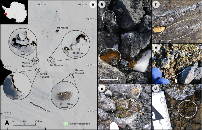 Fig. 5: Vegetation observed on nunataks in the Hudson Mountains.