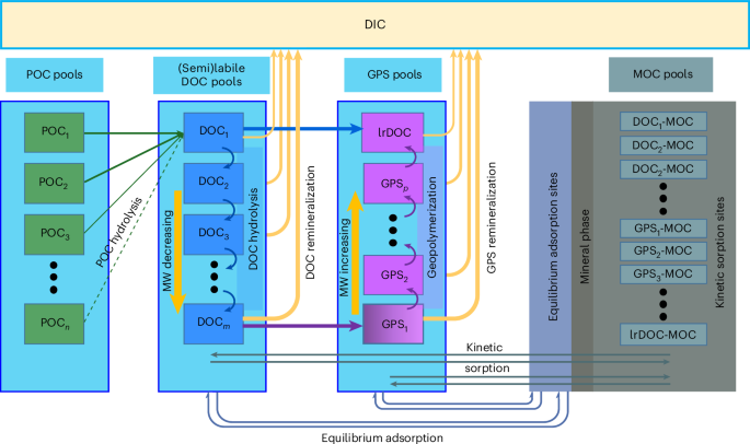 Fig. 1: Conceptual model for DOC cycling in sediments.