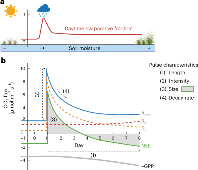 Fig. 1: Conceptual diagram of pulse events.