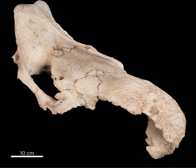 A symbolic Neanderthal accumulation of large herbivore crania | Nature  Human Behaviour