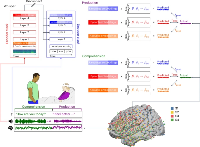 Fig. 1: An ecological, dense-sampling paradigm for modelling neural activity during real-world conversations.