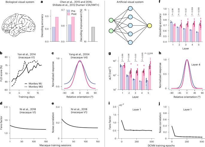 Fig. 2: DCNN models reproduce empirical findings.