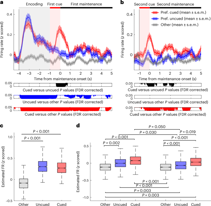 Fig. 2: Image-selective cells in the human MTL are persistently active during the maintenance of both cued and uncued WM content.