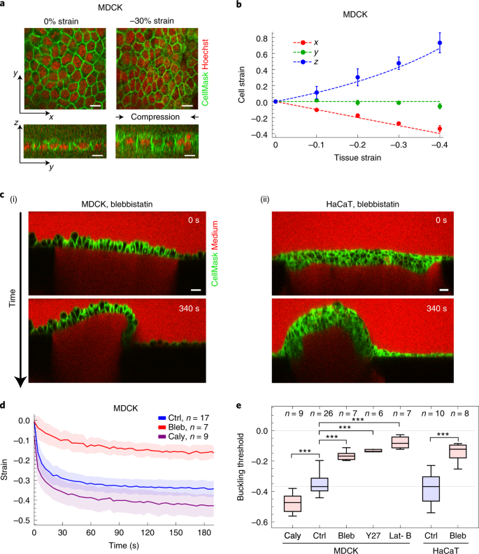 Actomyosin Controls Planarity And Folding Of Epithelia In Response To Compression Nature Materials