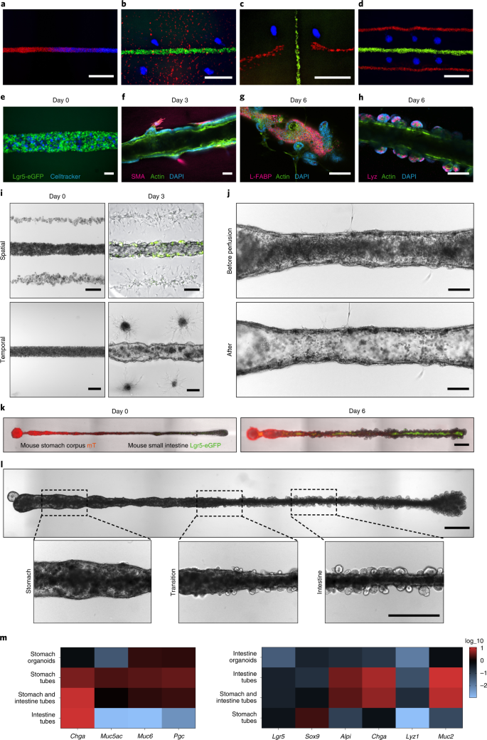 https://media.springernature.com/lw685/springer-static/image/art%3A10.1038%2Fs41563-020-00803-5/MediaObjects/41563_2020_803_Fig4_HTML.png