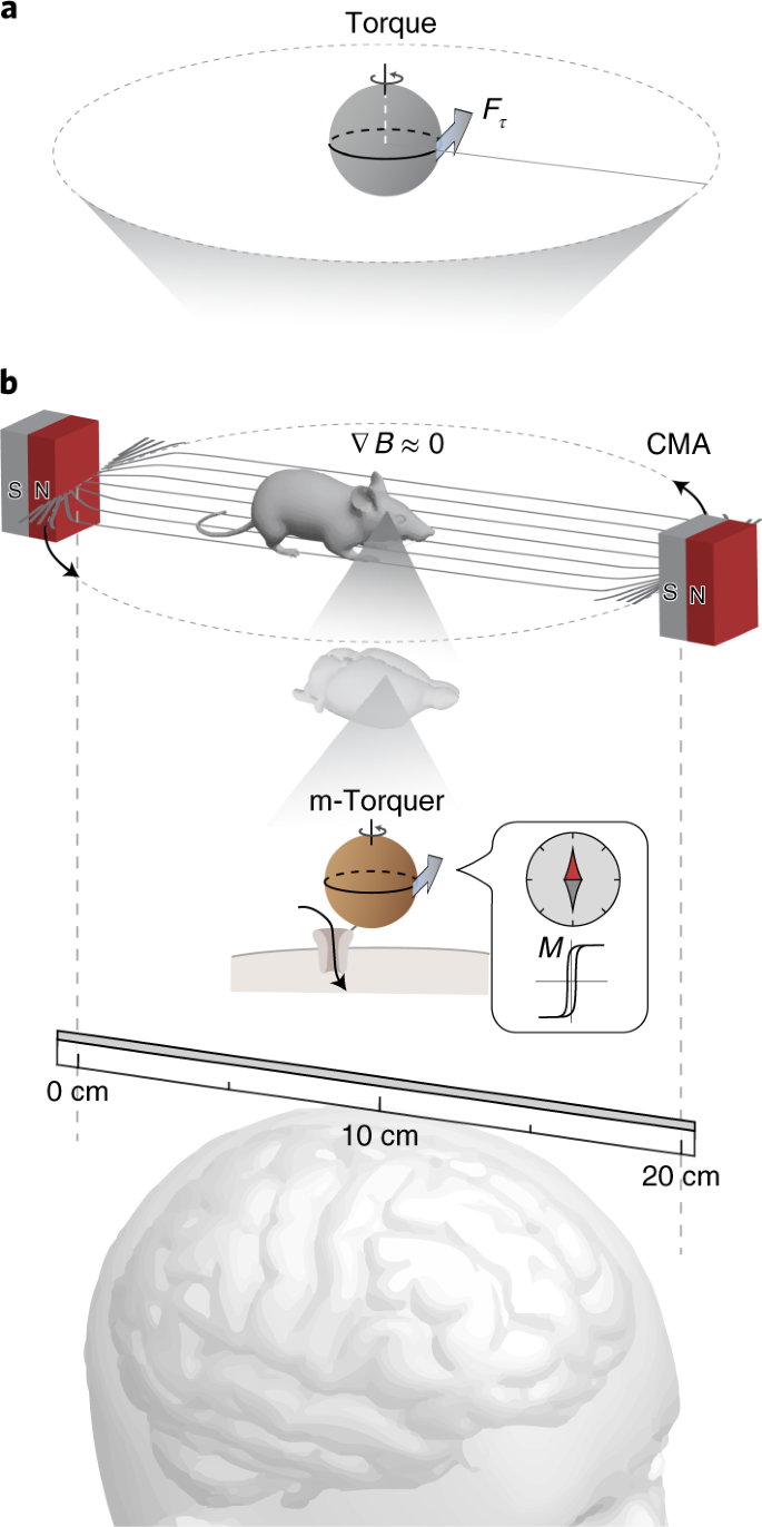 Non-contact long-range magnetic stimulation of mechanosensitive ion channels in freely moving animals | Nature Materials Non-contact long-range magnetic stimulation of mechanosensitive ion channels in freely moving animals | Nature Materials