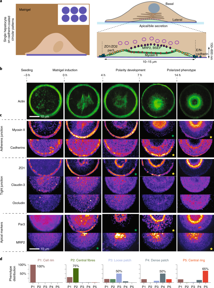 Biomimetic Niches Reveal The Minimal Cues To Trigger Apical Lumen Formation In Single Hepatocytes Nature Materials