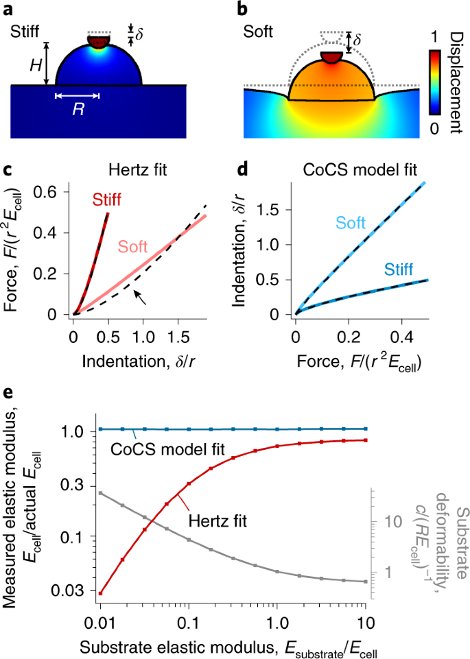 Cortical Cell Stiffness Is Independent Of Substrate Mechanics Nature Materials