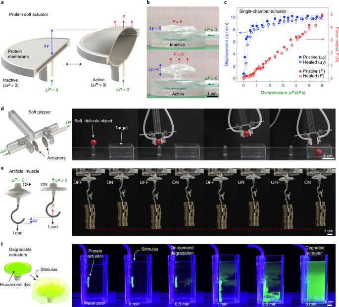 Biosynthetic self-healing materials for soft machines | Nature 