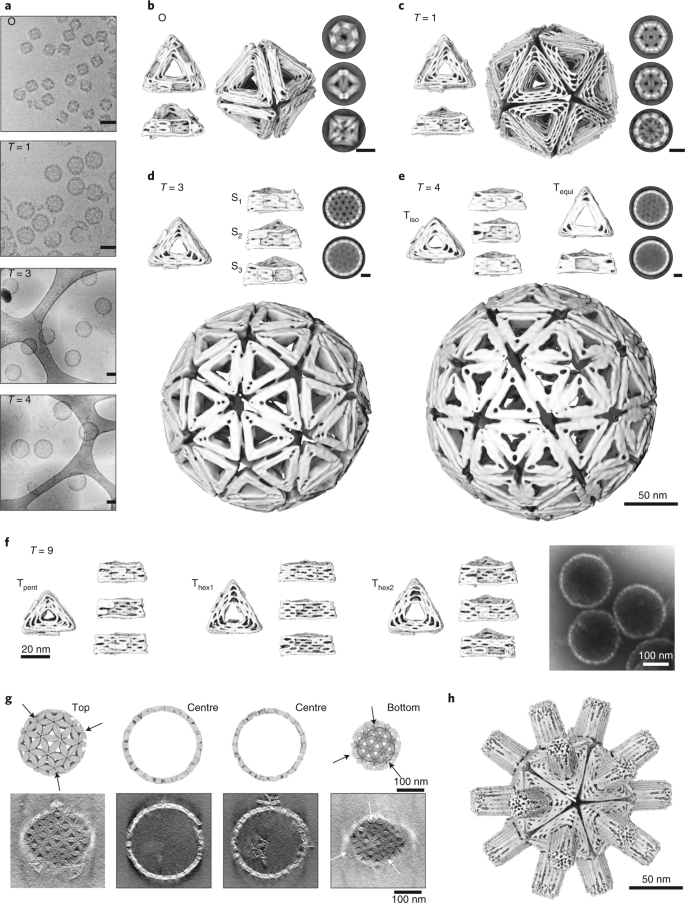 Using origami DNA to trap large viruses