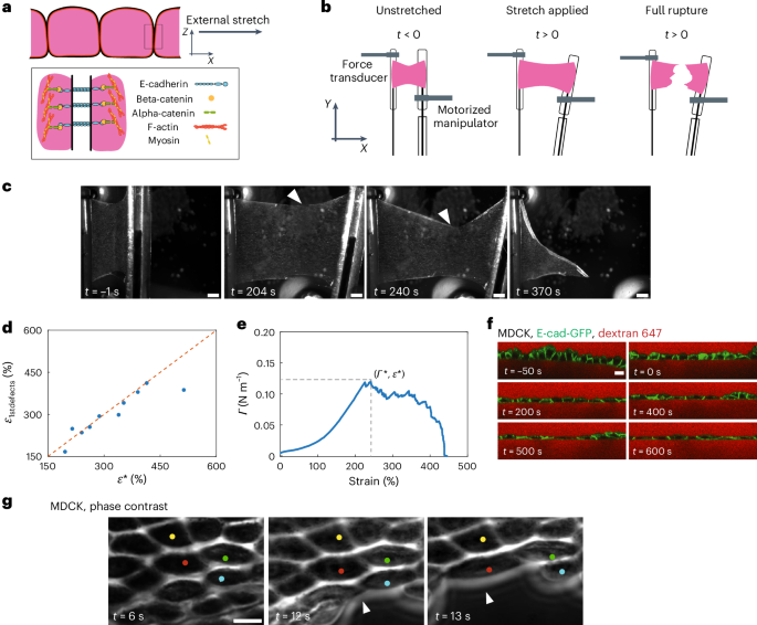 Fig. 1: Epithelial monolayers rupture in response to excessive stretch.