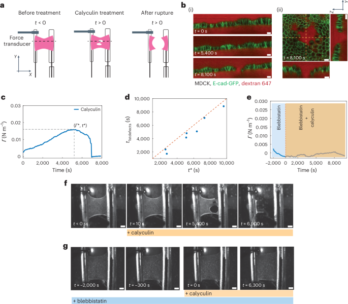 Fig. 2: Monolayers can self-rupture by increasing their myosin contractility.