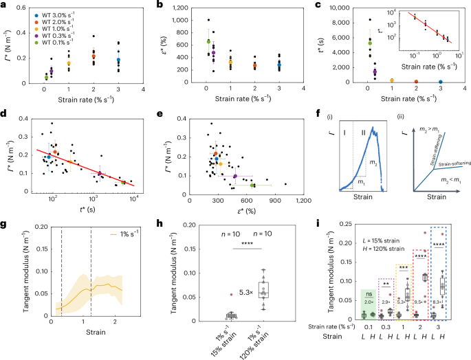 Fig. 3: Rupture characteristics depend on strain rate.