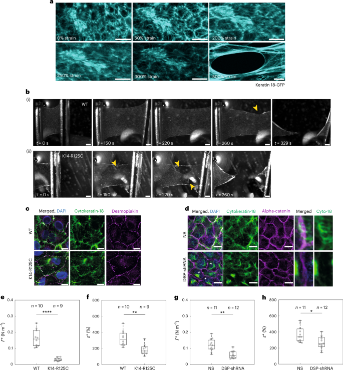 Fig. 4: Perturbation of the keratin intermediate filament network fragilizes monolayers.
