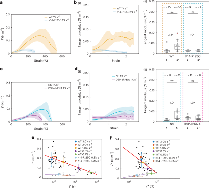 Fig. 5: Keratin networks control tissue strain-stiffening and strength.