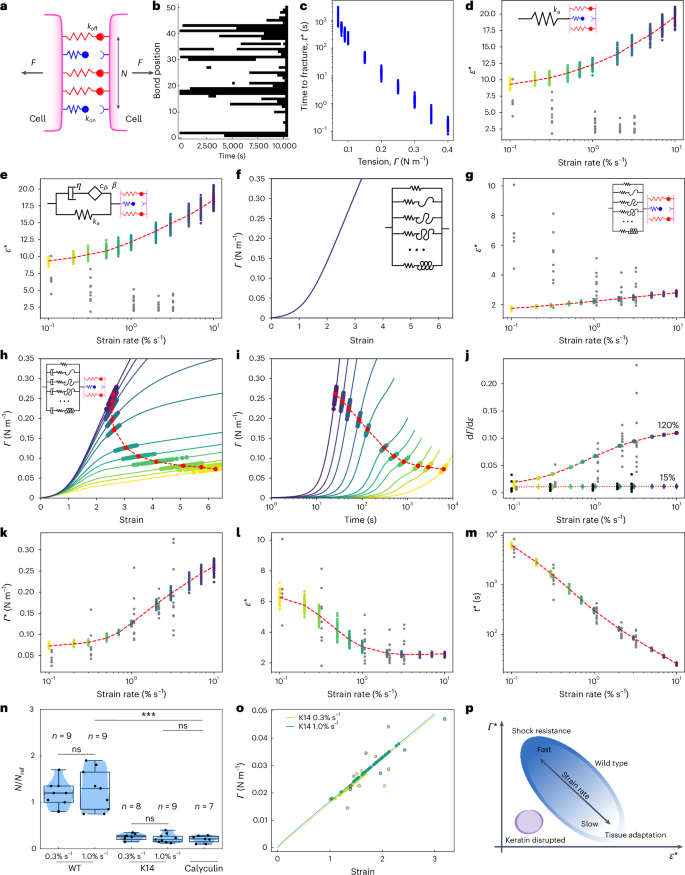 Fig. 6: Multiscale modelling of rupture onset.
