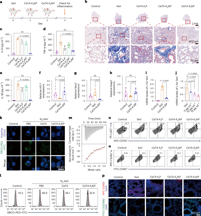 s-acetyl glutathione bioavailability human Frontiers