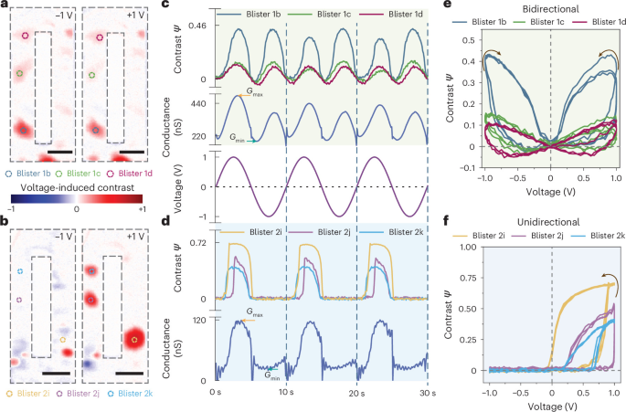 Bidirectional and unidirectional blister populations distinguished by voltage polarity, spatial contrast and correlated ionic conductance.