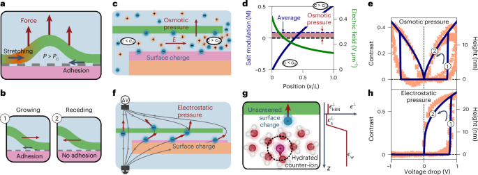 Elastic adhesion threshold and competing osmotic and electrostatic pressure models for voltage-induced blister formation.