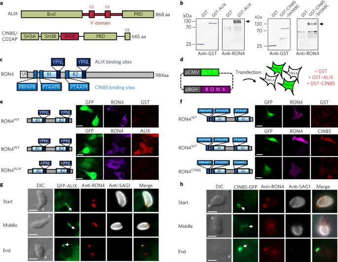 a toxoplazma arra utal