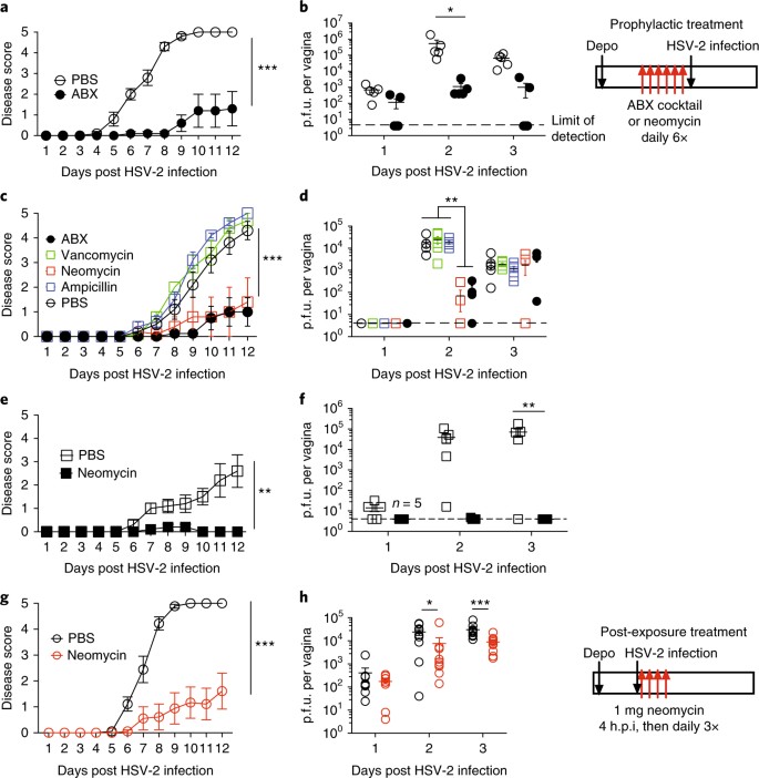 Topical Application Of Aminoglycoside Antibiotics Enhances Host Resistance To Viral Infections In A Microbiota Independent Manner Nature Microbiology