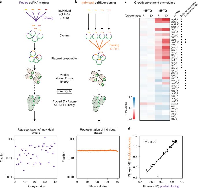 Enabling Genetic Analysis Of Diverse Bacteria With Mobile Crispri Nature Microbiology Enabling Genetic Analysis Of Diverse Bacteria With Mobile Crispri Nature Microbiology