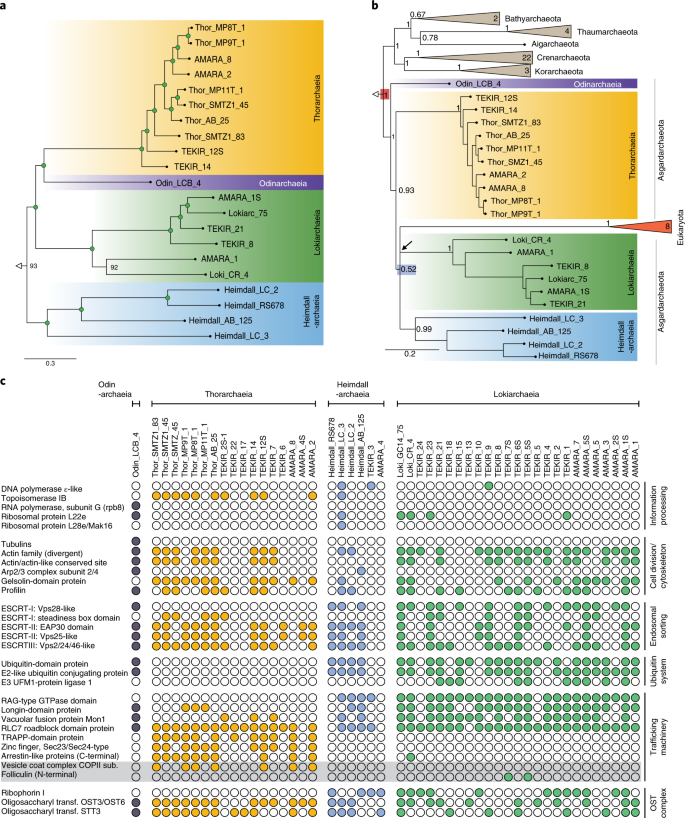 Casting Light On Asgardarchaeota Metabolism In A Sunlit Microoxic Niche Nature Microbiology