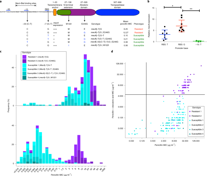 Genomic Identification Of Cryptic Susceptibility To Penicillins And B Lactamase Inhibitors In Methicillin Resistant Staphylococcus Aureus Nature Microbiology