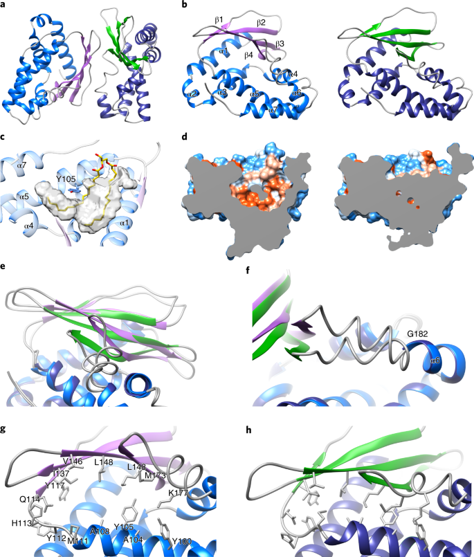 Evidence For Phospholipid Export From The Bacterial Inner Membrane By The Mla Abc Transport System Nature Microbiology