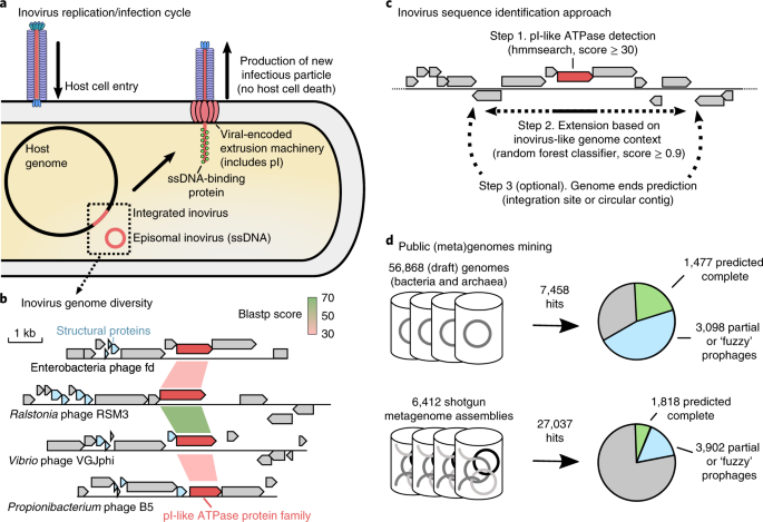 Cryptic inoviruses revealed as pervasive in bacteria and archaea across  Earth's biomes | Nature Microbiology