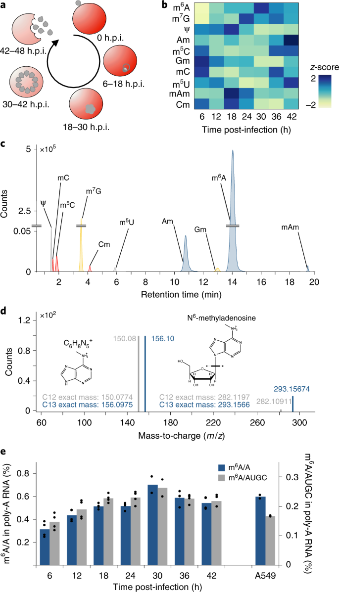 Transcriptome Wide Dynamics Of Extensive M6a Mrna Methylation During Plasmodium Falciparum Blood Stage Development Nature Microbiology