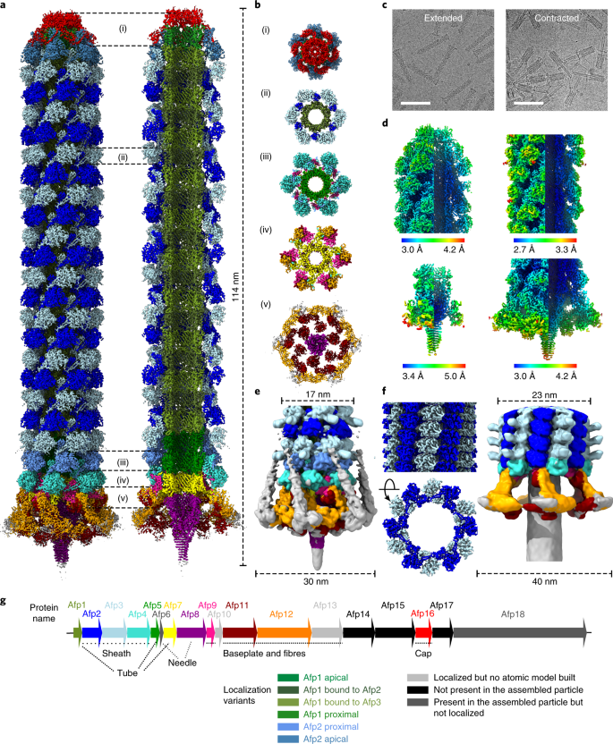 a, Composite cryo-EM map, assembled       from individual maps of the AFP cap, trunk, baseplate and needle,       showing the overall organization of AFP in the extended state. The       map corresponds to the main population of AFP particles       terminating in Afp2 below the apical cap. The different subunits       are coloured according to g. b, Cut-out views of the different       sections labelled i–v in a. c, Representative micrographs       displaying AFP particles in the extended (left) and contracted       (right) state. Scale bars, 100 nm. d, Cryo-EM maps of the apical       end cap (upper left), sheath and tube (upper right), needle (lower       left) and baseplate (lower right) coloured according to the local       resolution. e, Cryo-EM map of AFP in the extended state, filtered       to a resolution of 10 Å, allowing a better visualization of the       Afp13 tail fibres and Afp3 protrusions. f, Cryo-EM maps of the       sheath (left) and baseplate (right) of AFP in the contracted state       with the different subunits coloured according to g. The lengths       and/or widths of the maps shown in a,e,f are annotated using       dashed lines. g, Schematic representation of the genomic       organization of the AFP gene cluster.