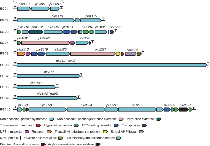 Crage Enables Rapid Activation Of Biosynthetic Gene Clusters In Undomesticated Bacteria Nature Microbiology
