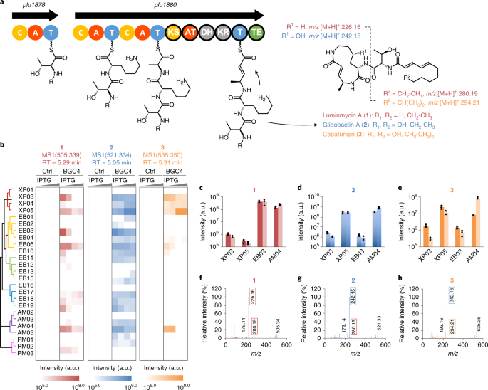 Crage Enables Rapid Activation Of Biosynthetic Gene Clusters In Undomesticated Bacteria Nature Microbiology