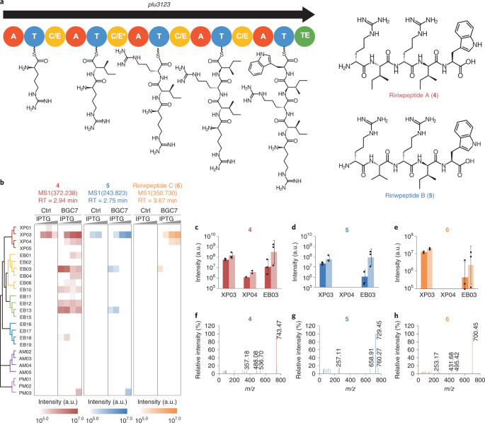 Crage Enables Rapid Activation Of Biosynthetic Gene Clusters In Undomesticated Bacteria Nature Microbiology