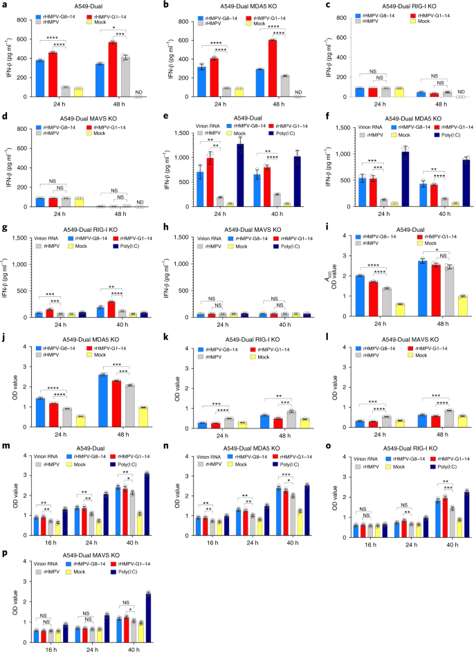 N 6 Methyladenosine Modification Enables Viral Rna To Escape Recognition By Rna Sensor Rig I Nature Microbiology N 6 Methyladenosine Modification Enables Viral Rna To Escape Recognition By Rna Sensor Rig I Nature Microbiology