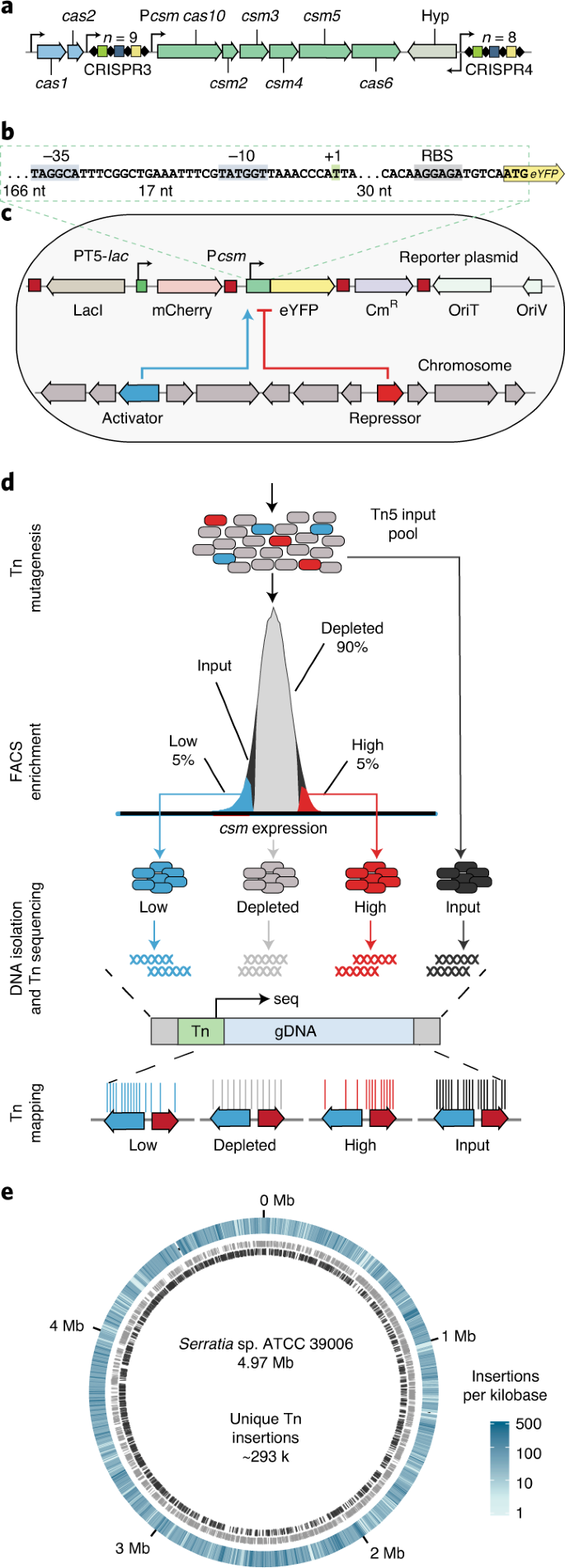 Jumbophage PCH45 evades type I, but not type III, CRISPR-Cas immunity.