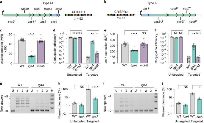 Jumbophage PCH45 evades type I, but not type III, CRISPR-Cas immunity.