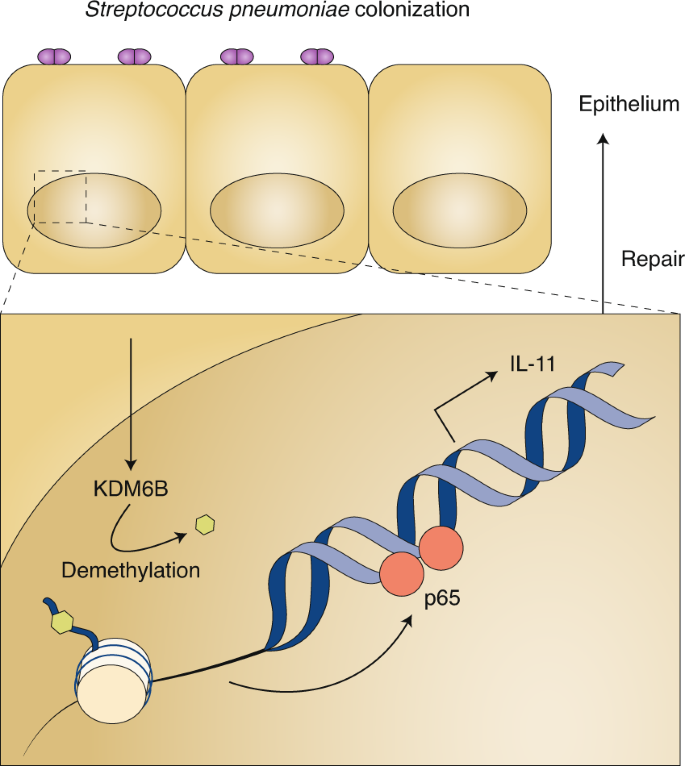 Commensal Pneumococci Go Nuclear Nature Microbiology