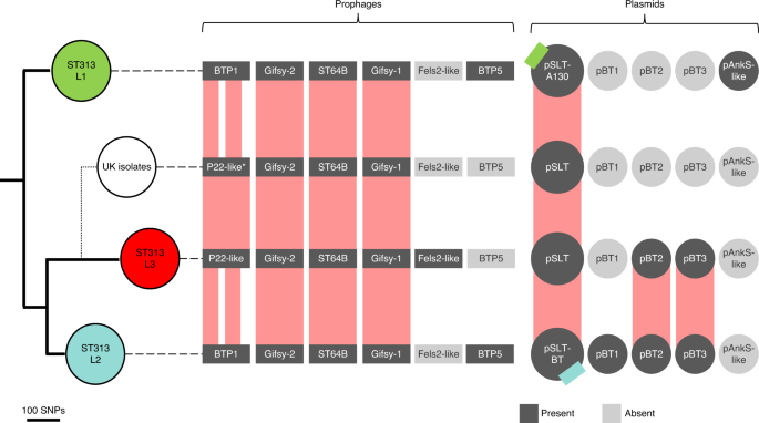 Fig. 2: The four major ST313 clusters have different prophage and plasmid repertoires.