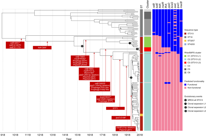 Fig. 4: Stepwise evolution of S. Typhimurium responsible for BSI in Africa.