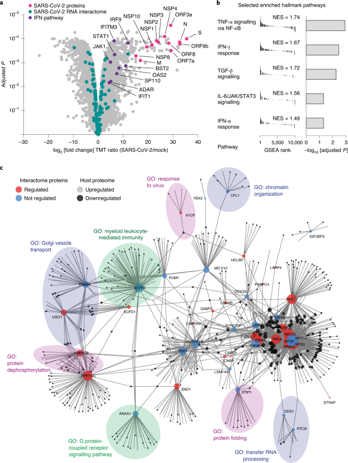 The Sars Cov 2 Rna Protein Interactome In Infected Human Cells Nature Microbiology