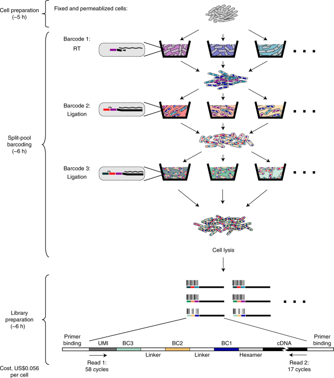 prokaryotic single cell rna sequencing