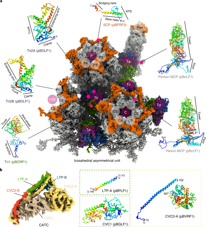 Structures Of Capsid And Capsid Associated Tegument Complex Inside The Epstein Barr Virus Nature Microbiology