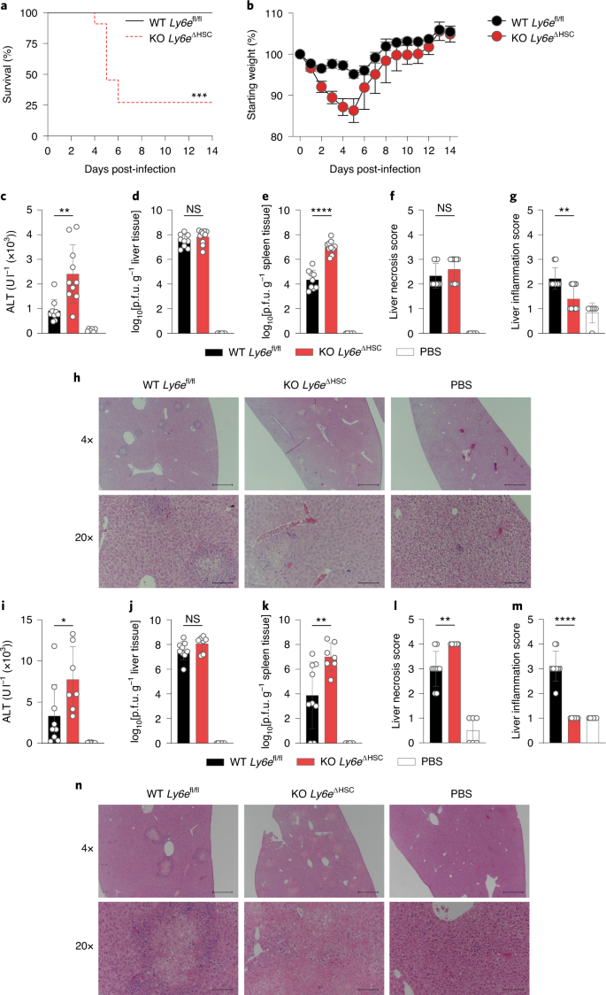 Ly6e Impairs Coronavirus Fusion And Confers Immune Control Of Viral Disease Nature Microbiology